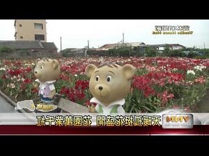 孤挺花 風水